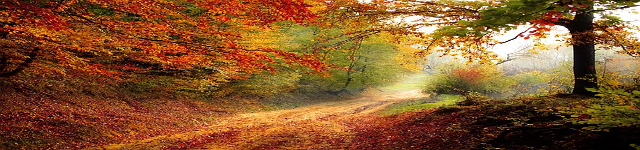 L'automne, une saison aux couleurs somptueuses